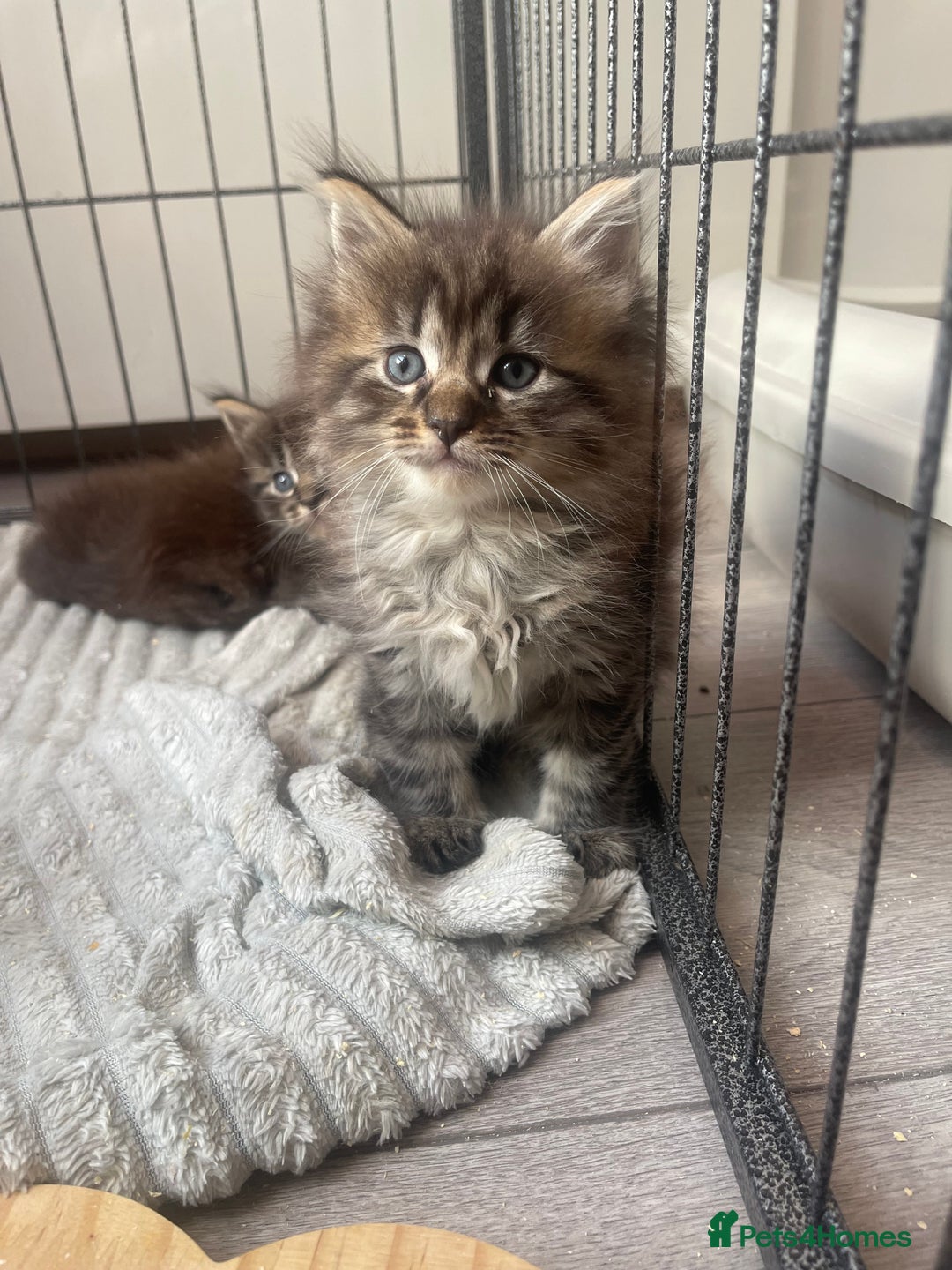Maine Coon cats for sale: Maine coon mix - Image 2