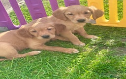 Golden Retriever dogs for sale: Ready to leave Working deep (red) puppies - Image 13