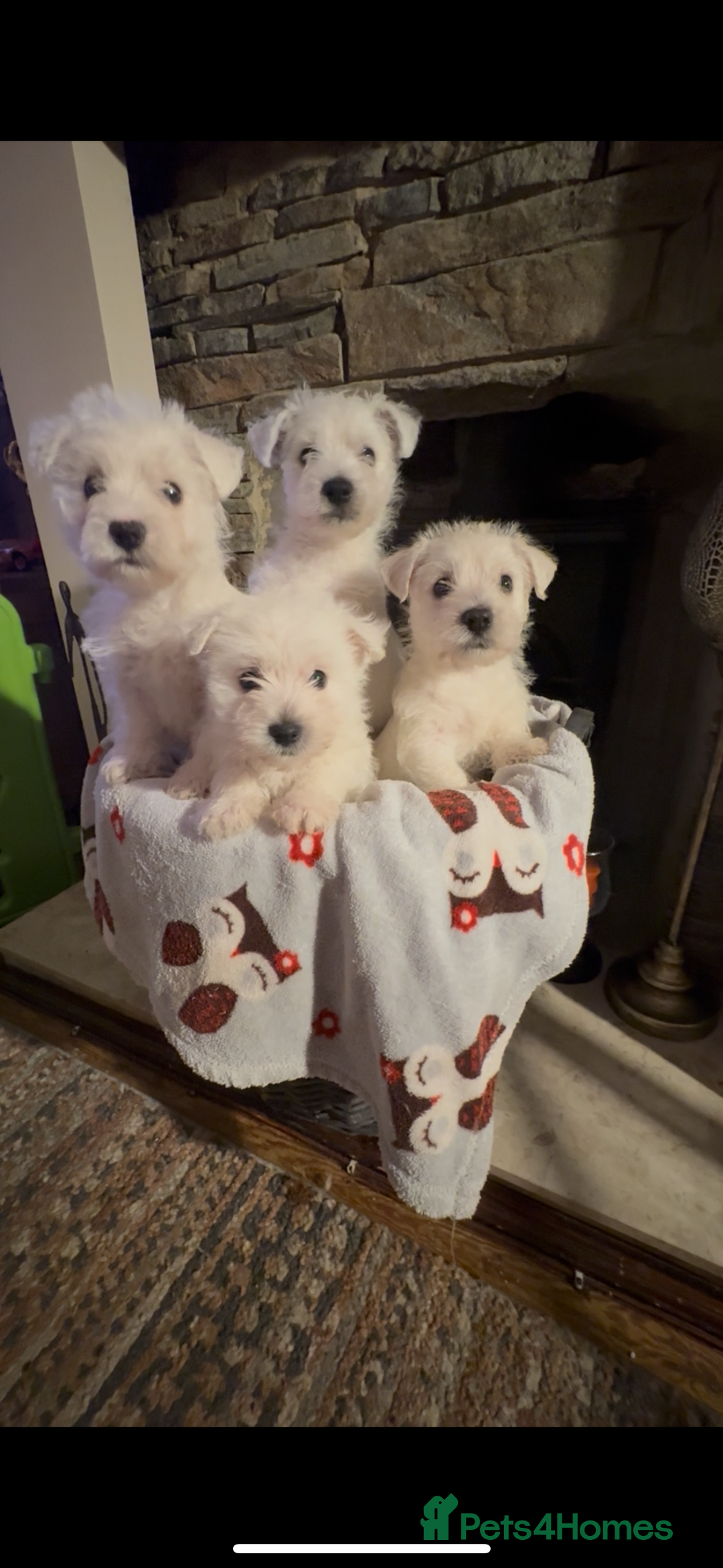 West Highland Terrier dogs for sale: West highland terriers  - Advert 5