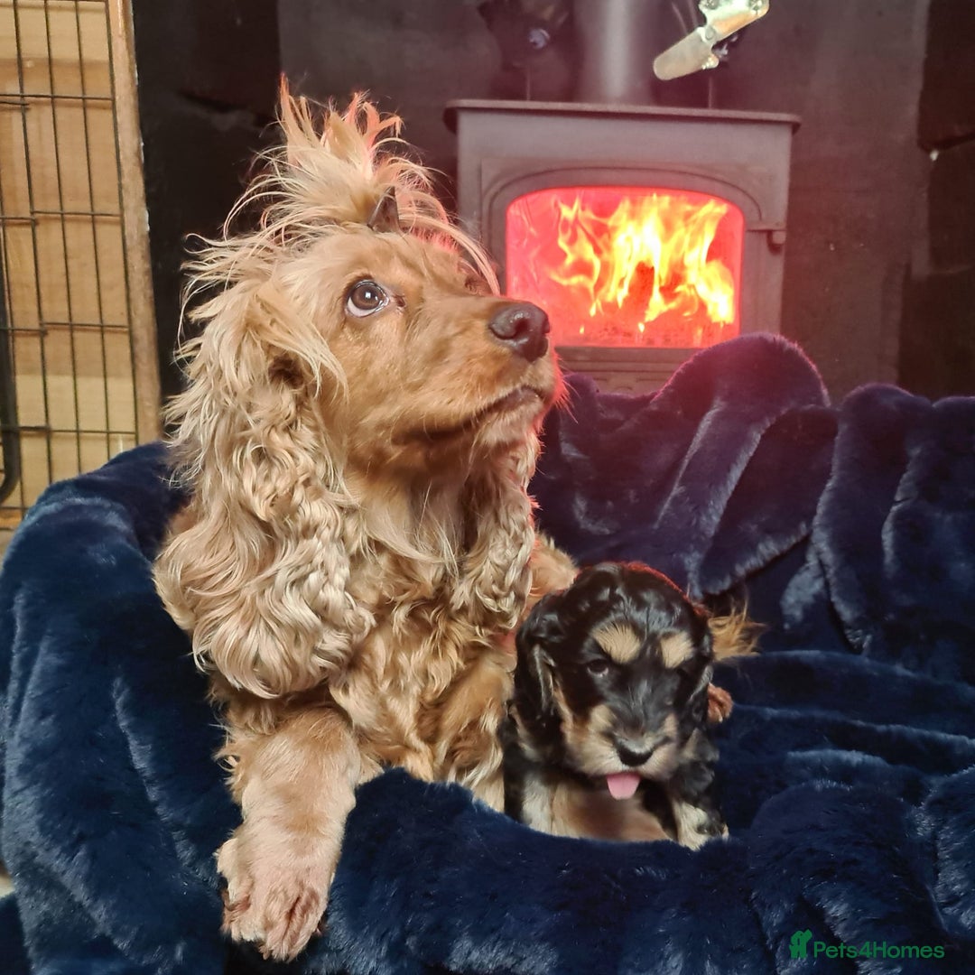 Cockapoo dogs for sale: Exceptional Cockapoo Puppies for Sale - Advert 37