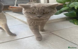 British Shorthair cats for sale: Beautiful lilac shorthair boy  - Image 9