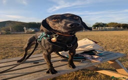 Mixed Breed dogs for adoption: Sweet Soleil is looking for her forever family in Colchester - Image 6
