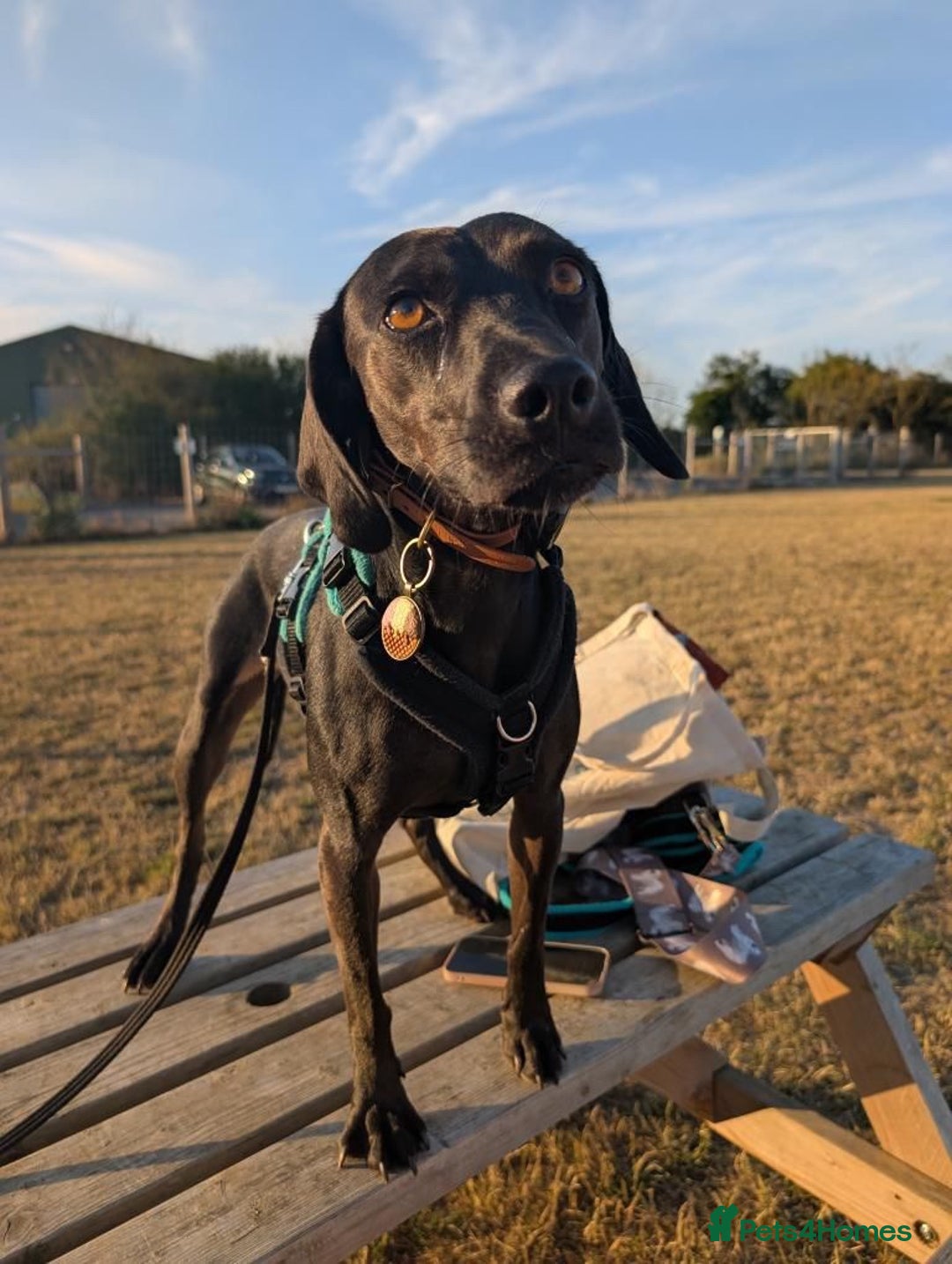 Mixed Breed dogs for adoption: Sweet Soleil is looking for her forever family in Colchester - Image 6