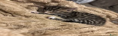 Domestic Shorthair 3