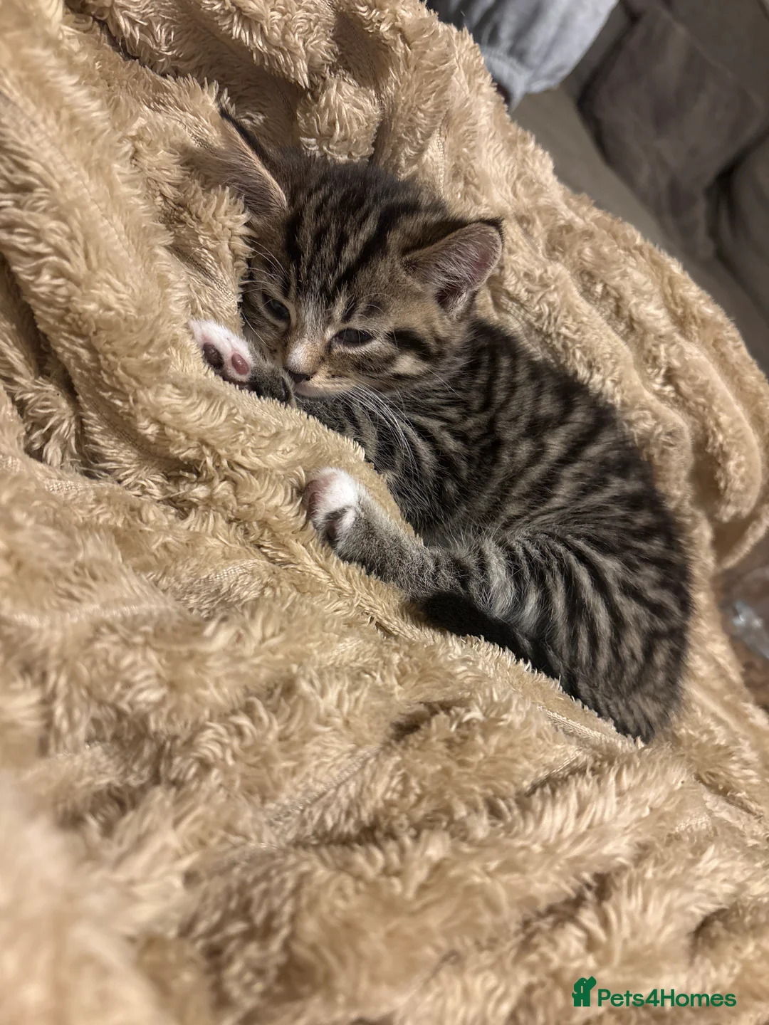 Domestic Shorthair cats for sale: Tabby’s for sale £100 - Advert 2