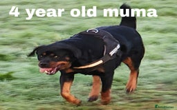 Rottweiler dogs for sale: Pedigree Rottweiler pups - Image 2