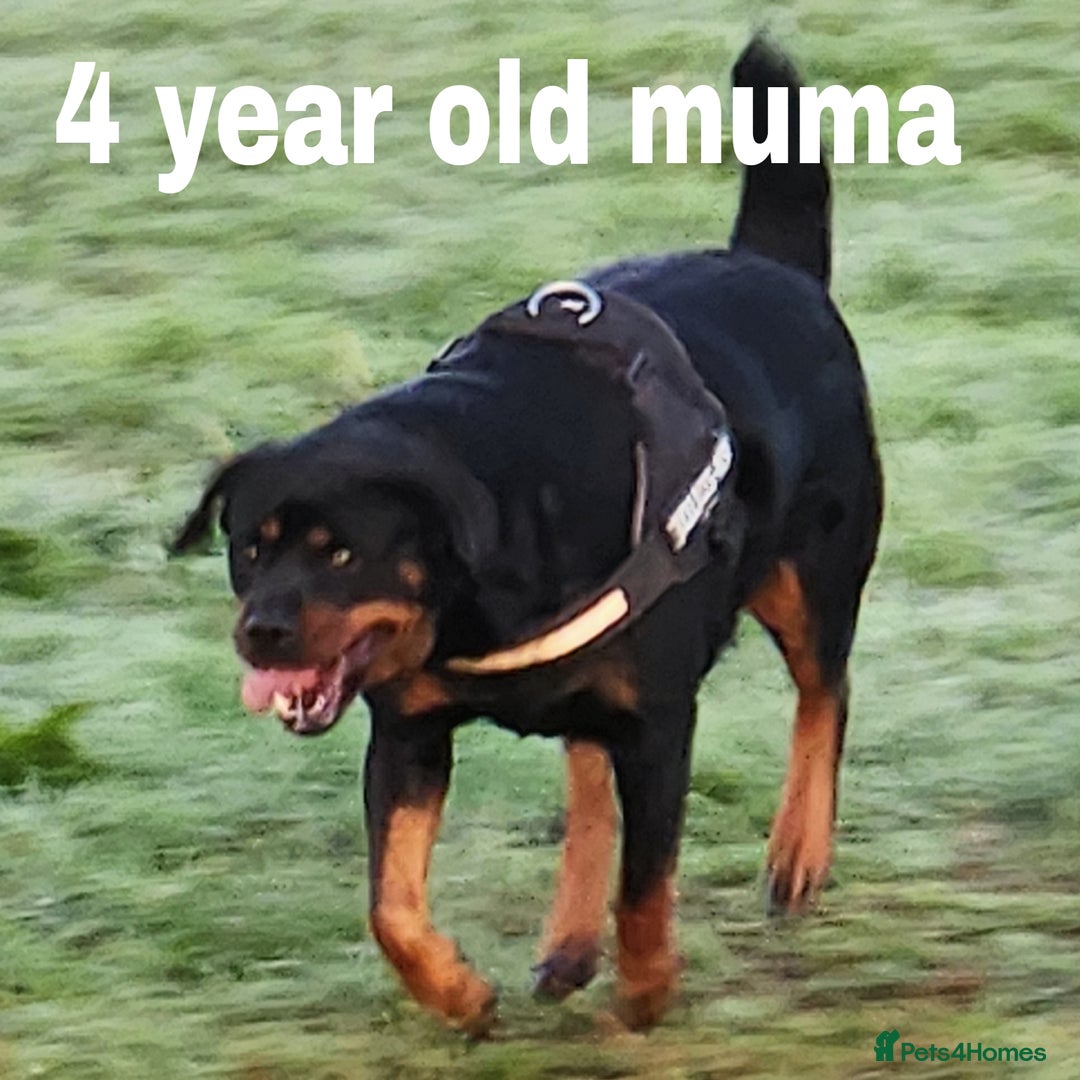 Rottweiler dogs for sale: Pedigree Rottweiler pups - Image 2