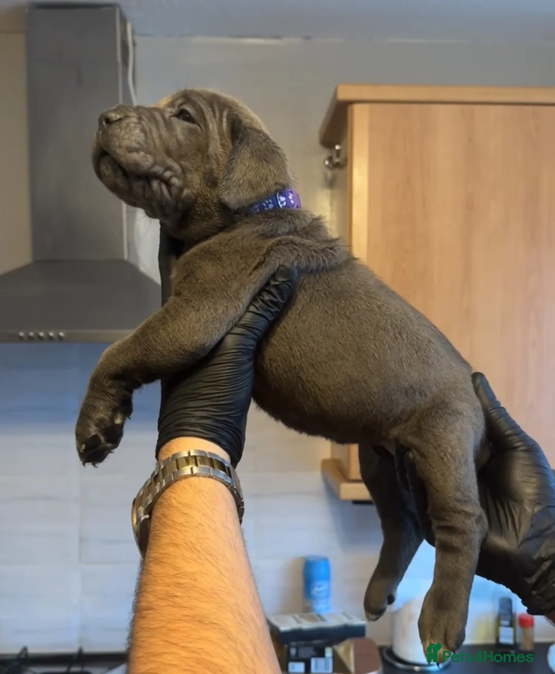 Cane Corso dogs for sale: Pure Blue Cane Corso puppies for sale - Advert 35