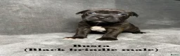 Staffordshire Bull Terrier dogs for sale: Billionaire bills pups  in Oldham - Advert 8