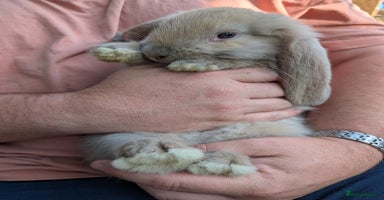 French Lop rabbits - Advert 2