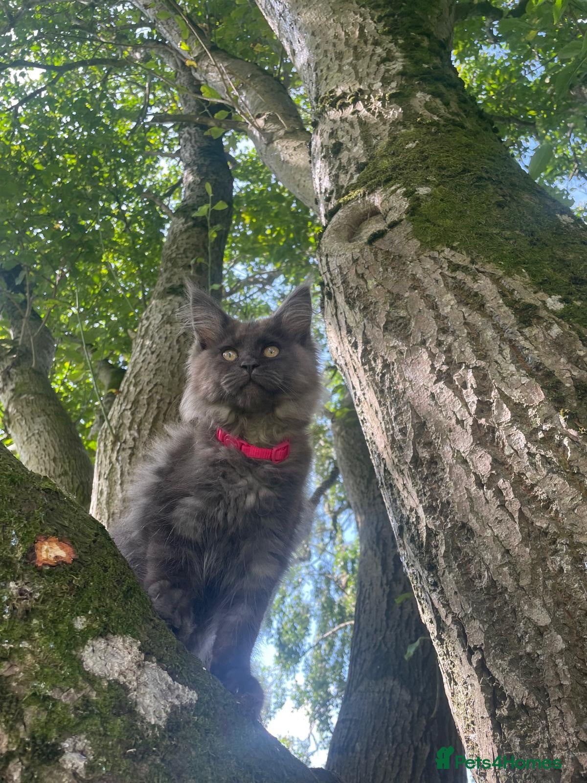 Maine Coon cats Stunning Maine Coon kittens - Advert 2