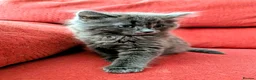 Mixed Breed cats for sale: Stunning Fluffy Kittens  - Advert 38