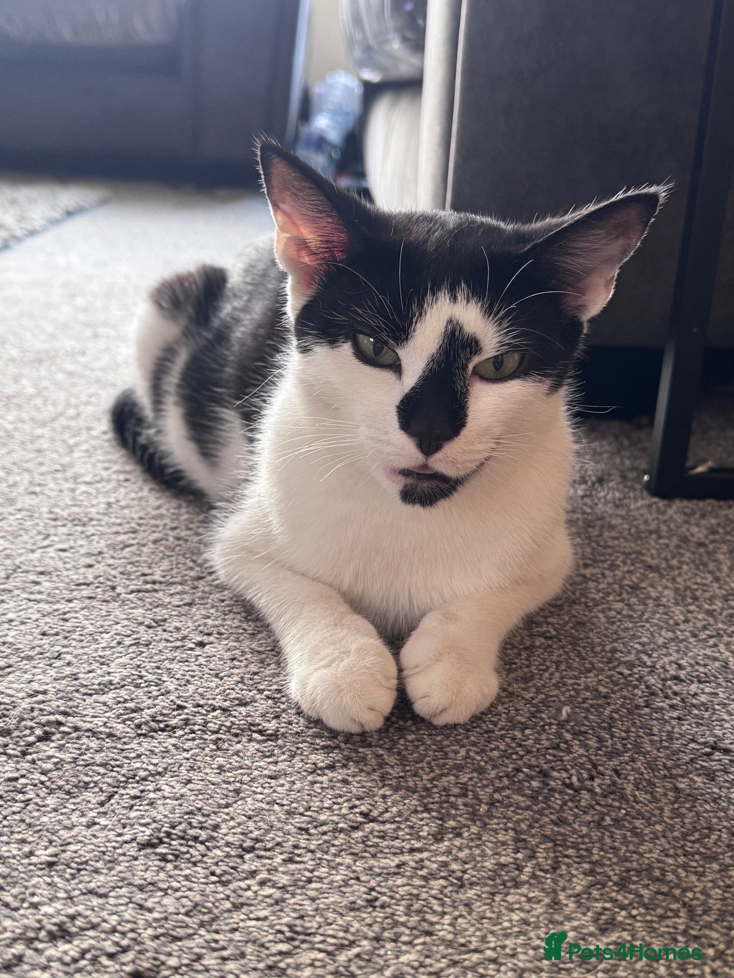 Mixed Breed cats Beautiful kittens needing new homes  - Advert 16