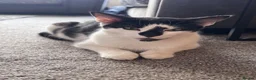 Mixed Breed cats for sale: Beautiful kittens needing new homes  - Advert 1