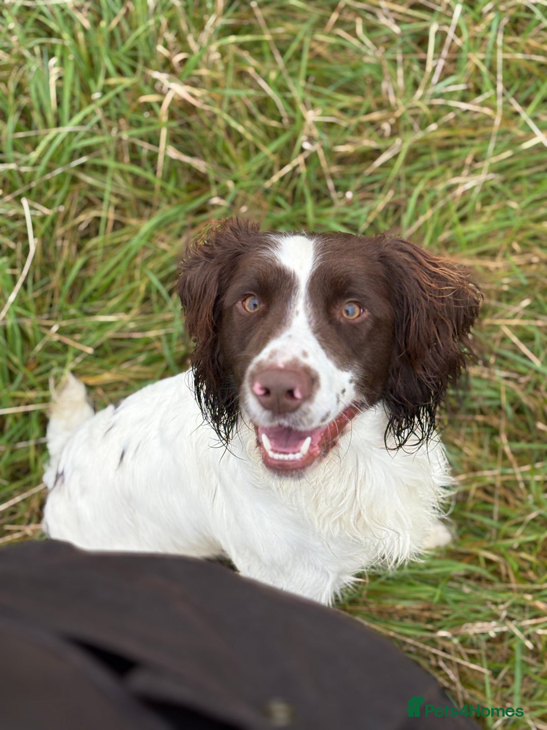 English Springer Spaniel dogs for stud: KC registered springer for stud - Advert 3
