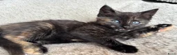 Mixed Breed cats for sale: Kittens Looking for Loving Families - Advert 21
