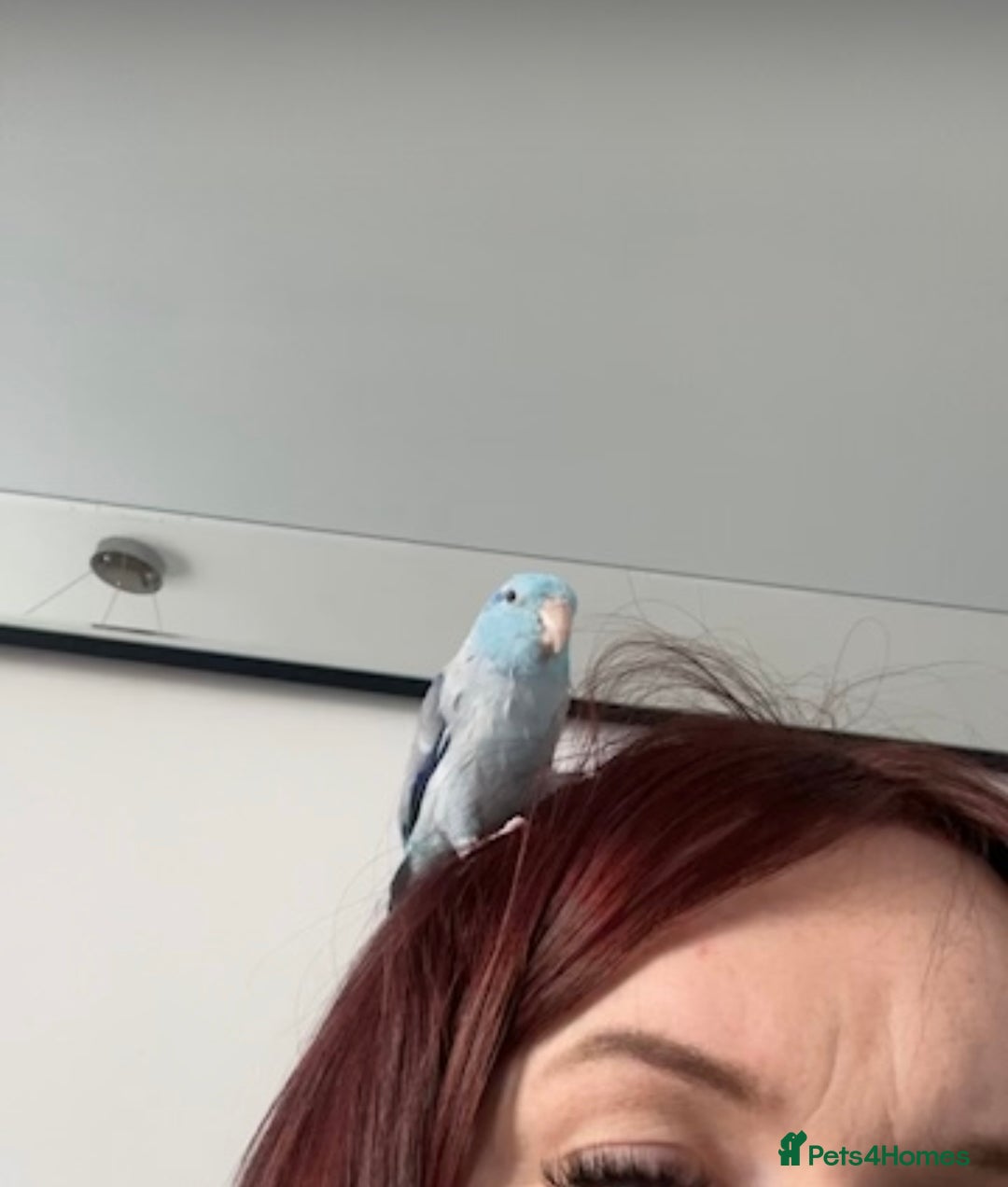 Parrots birds for sale: Parrotlet - Advert 2