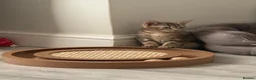 Mixed Breed cats for sale: Beautiful Tabby Kittens - Advert 10