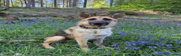 German Shepherd dogs for sale: Storm looking for a forever home - Advert 2