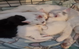Mixed Breed cats for sale: 4 beautiful kittens ready in 2 weeks  - Image 14