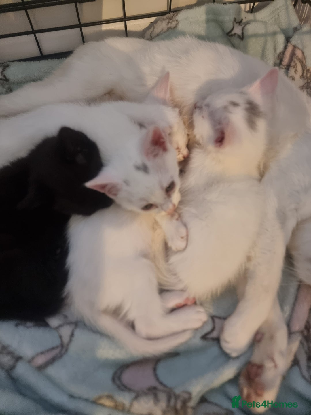 Mixed Breed cats for sale: 4 beautiful kittens ready in 2 weeks  - Image 14
