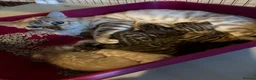 Bengal cats for sale: Male Bengal Kittens for sale - Advert 1