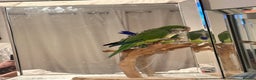 Parakeets birds for sale: Quaker parakeet / parrot - Advert 5