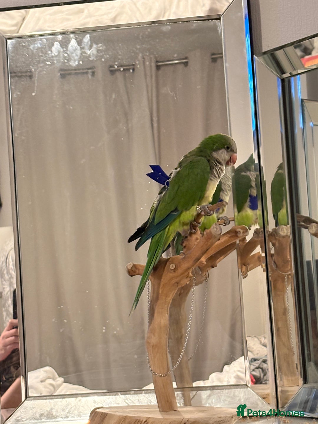 Parakeets birds for sale: Quaker parakeet / parrot - Advert 5