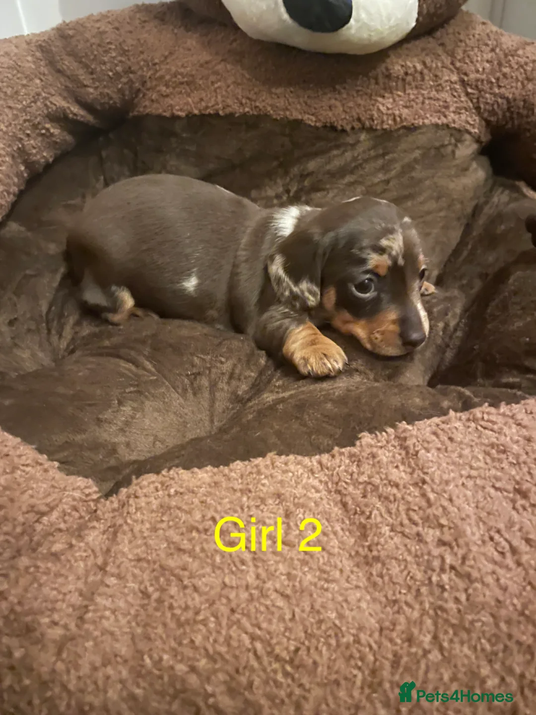 Miniature Dachshund dogs for sale: Miniature dapple piebald puppies - Advert 23