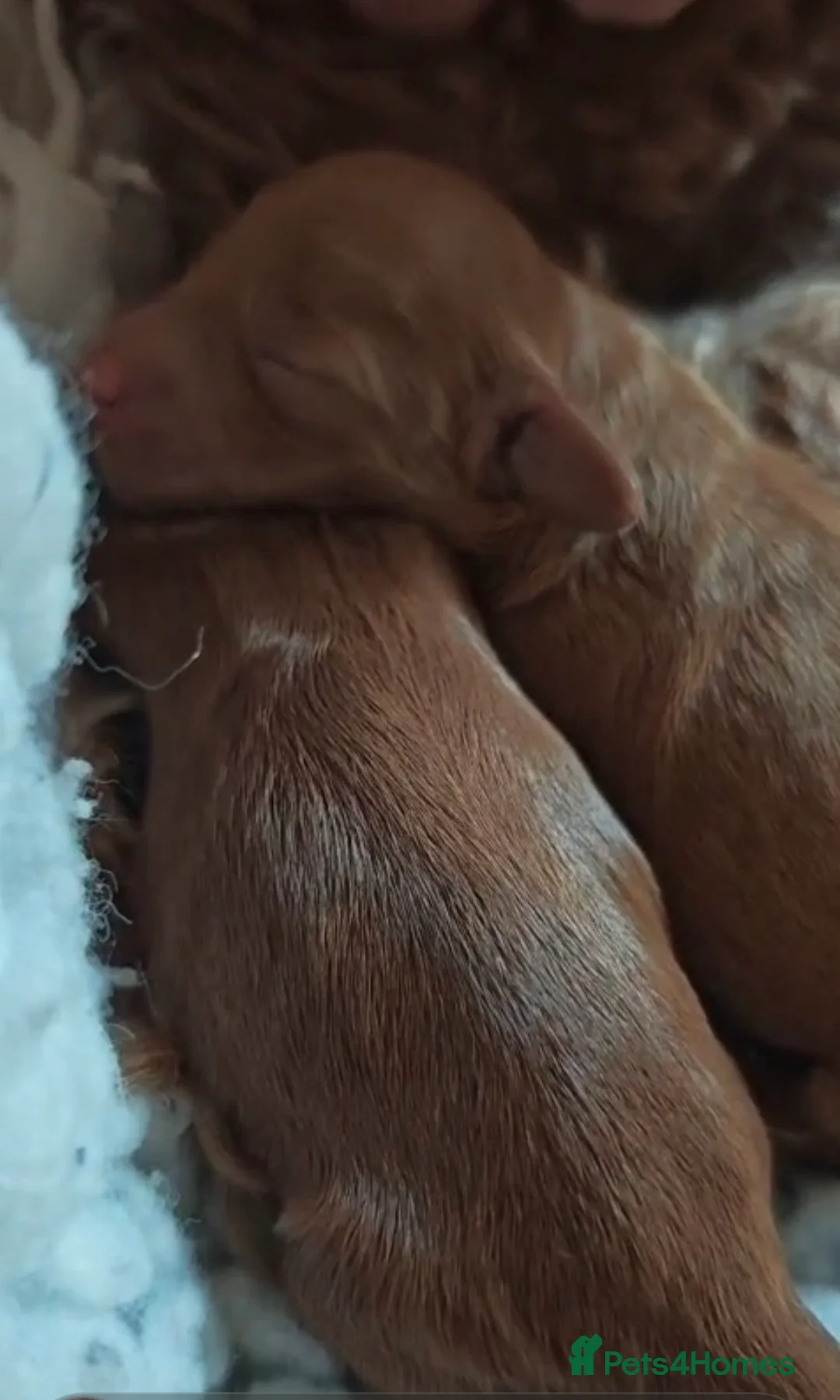 Toy Poodle dogs for stud: Handsome K.C Reg Red Toy poodle stud! - Advert 13