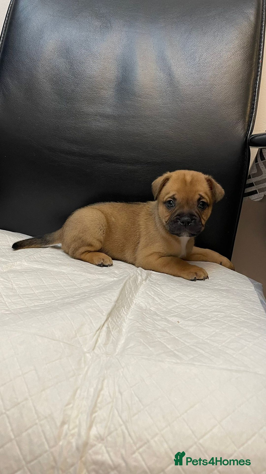 Mixed Breed dogs for sale: French bulldog mixt - Advert 4