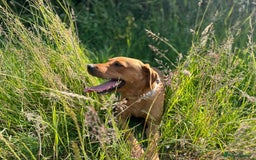 Labrador Retriever dogs for stud: Dark Fox Red KC fox red Labrador for Stud in Hereford - Image 1
