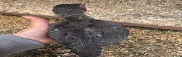 Chickens poultry for sale: Pair of Ko Shamos  - Advert 3