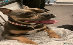 Mixed Breed dogs for sale: Frenchie x staffy  - Image 2