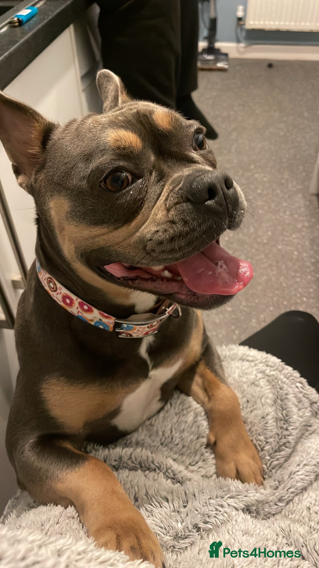 Mixed Breed dogs for sale: Frenchie x staffy  - Image 2