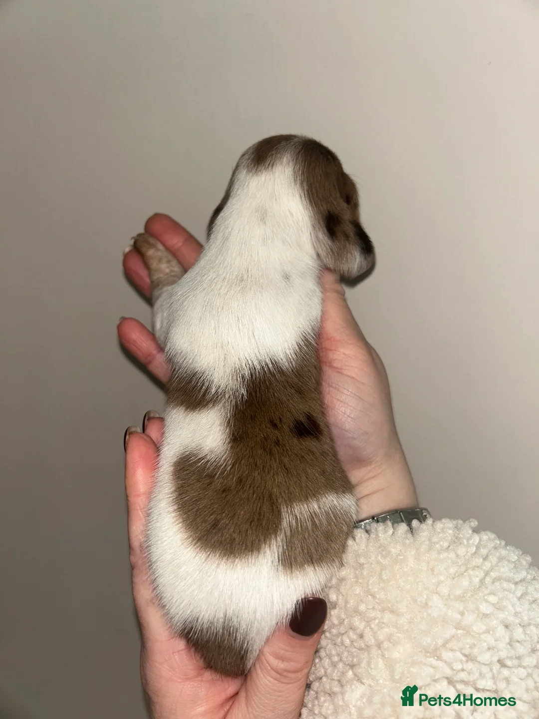 Miniature Dachshund dogs for sale: KC Registered Miniature Smooth Dachshund Puppies   - Advert 9