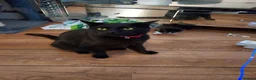 British Longhair cats for sale: Cat For Sale  in Durham - Advert 4