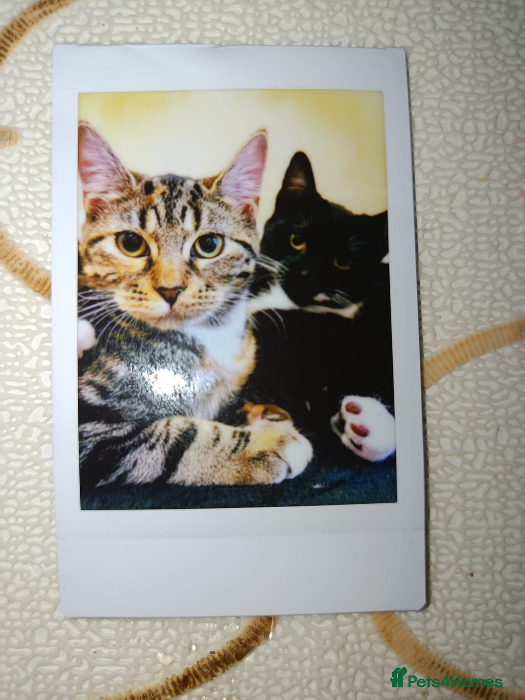 Mixed Breed cats for sale: Lovely Bonded pair (M+F) - must stay together - Advert 2