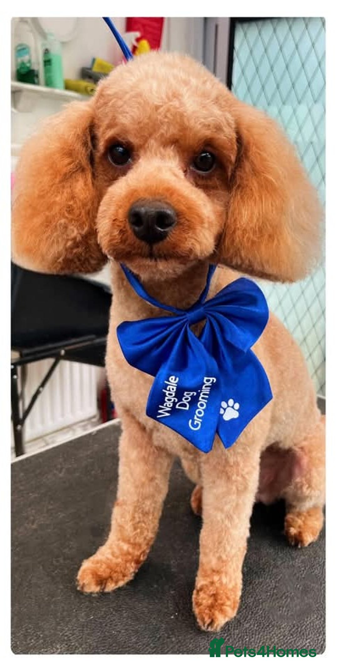 Poochon dogs for sale: Stunning F1 Toy Poochon Puppies BOYS - Image 22