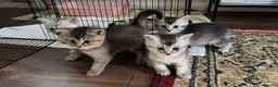 British Shorthair cats for sale: Beautiful Silver British Shorthair Cross Kittens - Advert 5
