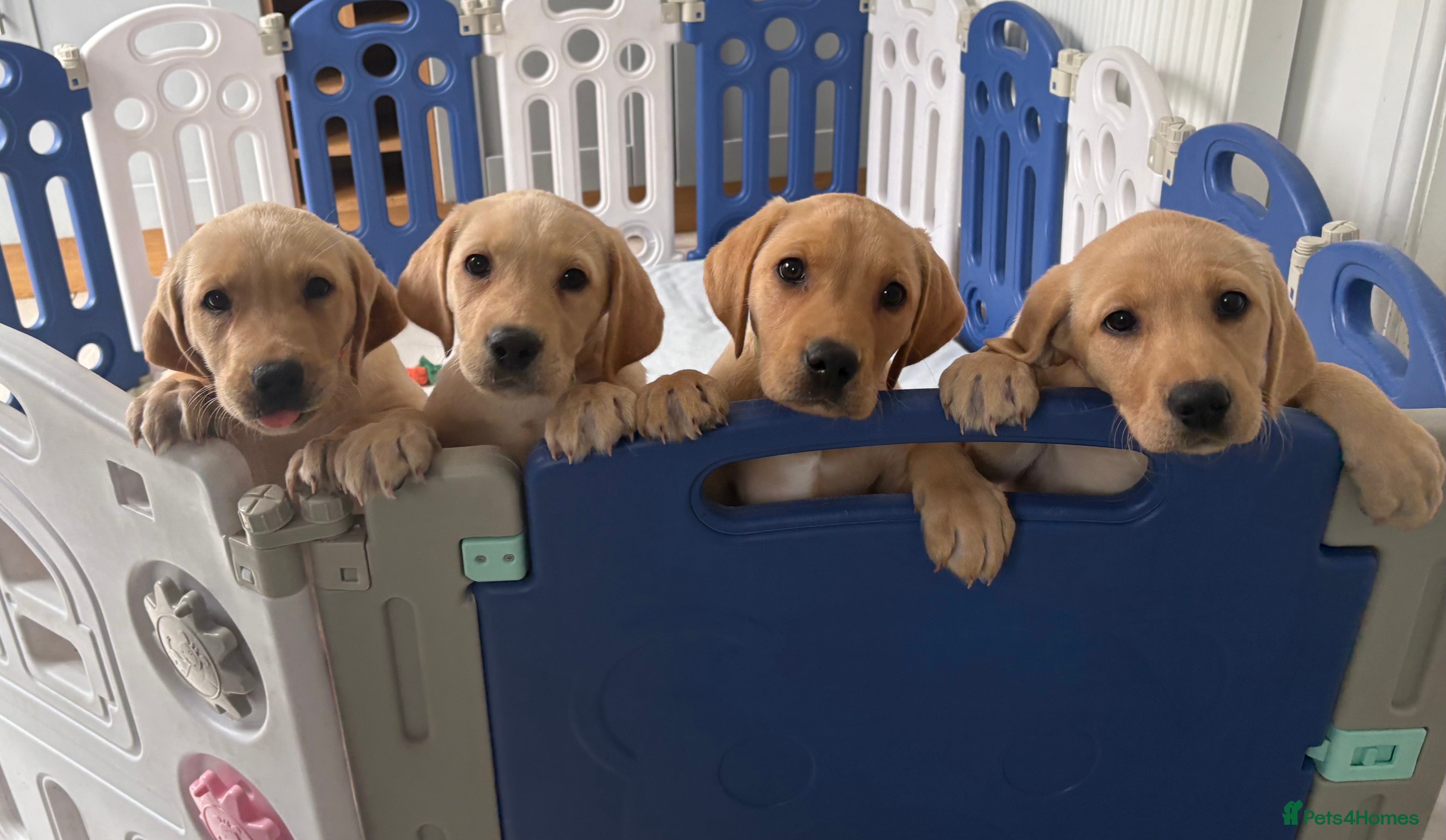 Labrador Retriever dogs KC registered Labrador Puppies  - Advert 3