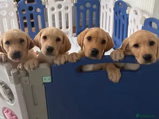 Labrador Retriever dogs KC registered Labrador Puppies - Advert 3