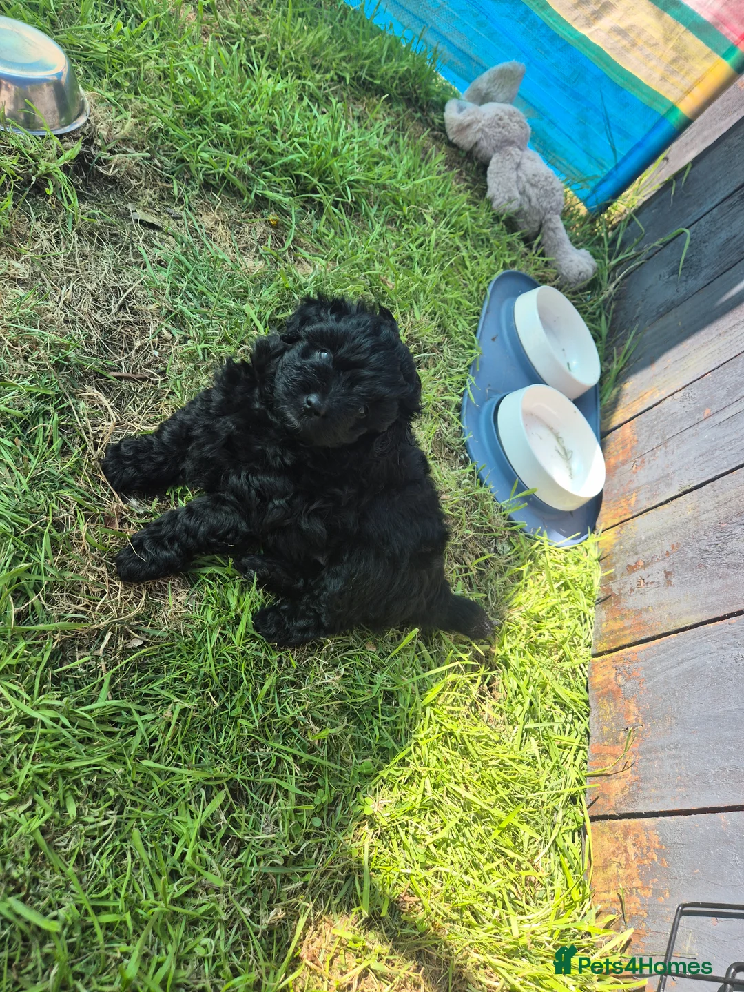 Pomapoo dogs for sale: Pomapoo x Toy Poodle 🐾 in Inverness - Advert 2