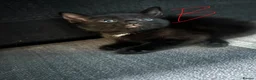 Mixed Breed cats for sale: 4 black kittens  - Advert 4