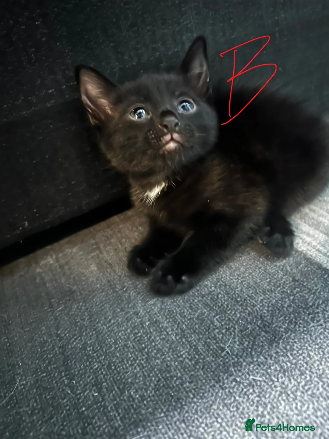 Mixed Breed cats for sale: 4 black kittens  - Advert 4