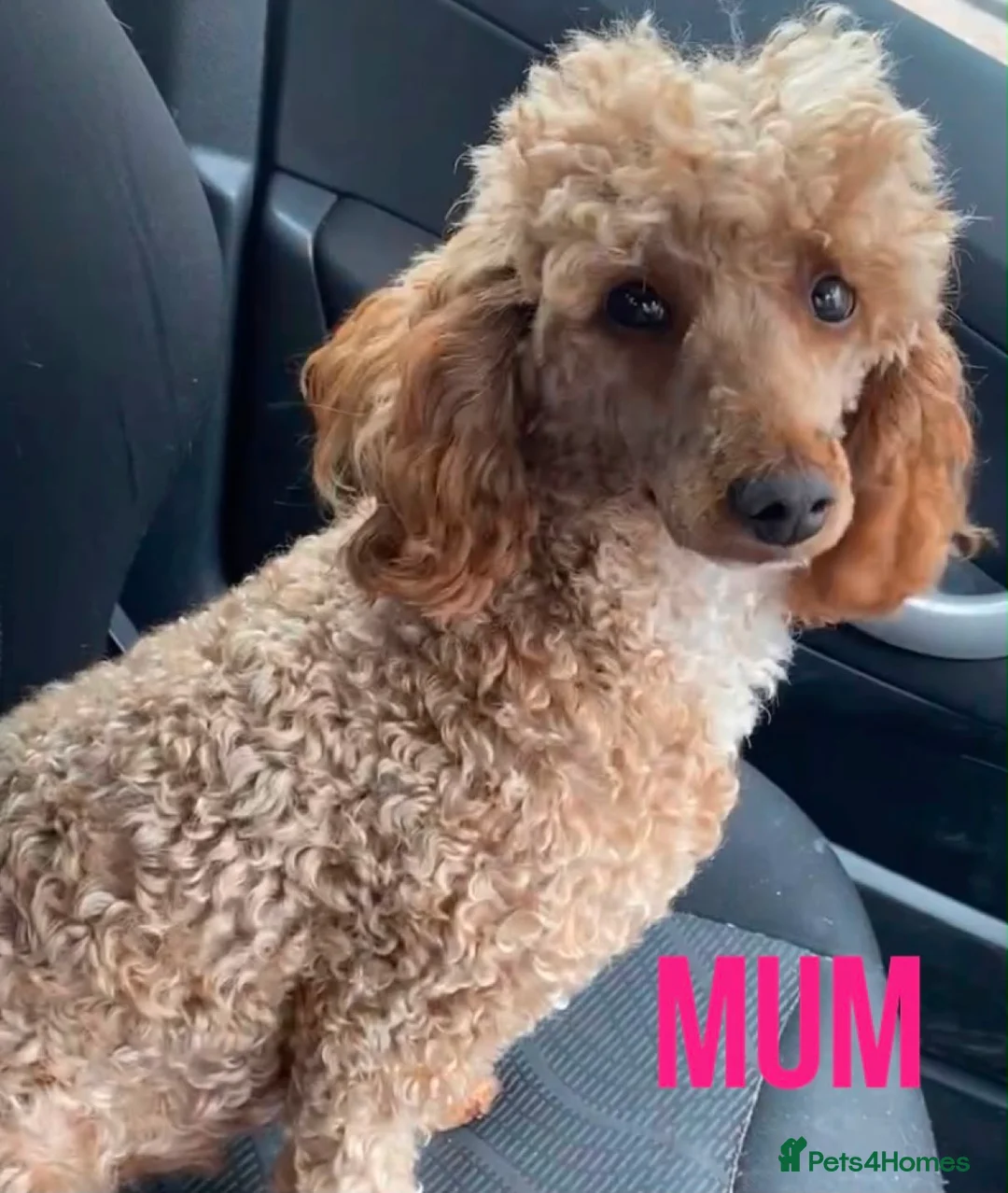 Miniature Poodle dogs for sale: Stunning miniature poodle  in Rochdale - Advert 2