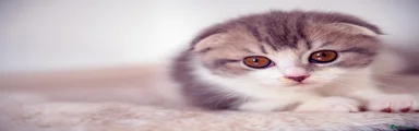 Scottish Fold 1