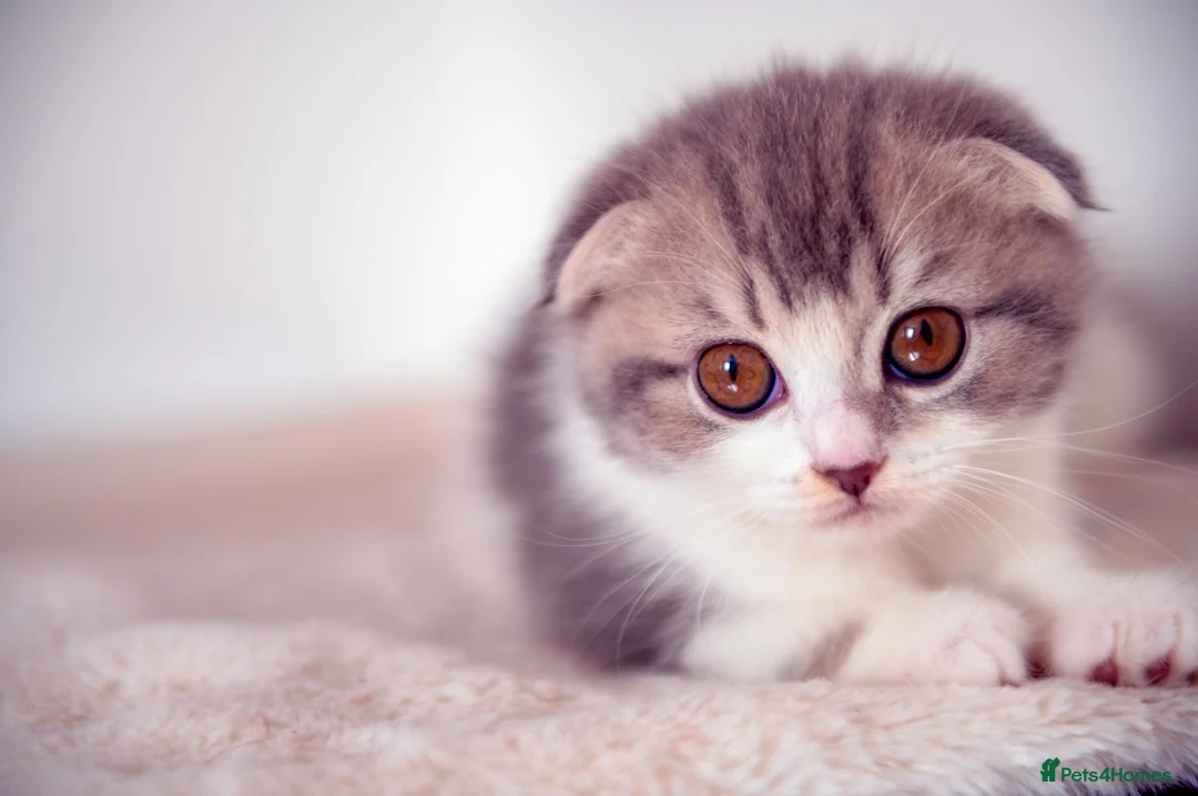 Scottish Fold cats for sale: Adorable Scottish Fold  Baby Girl - Advert 9