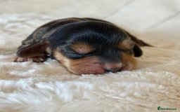 Cocker Spaniel dogs for sale: KC Reg Fully Health Tested Showline Cocker Spaniel - Image 11