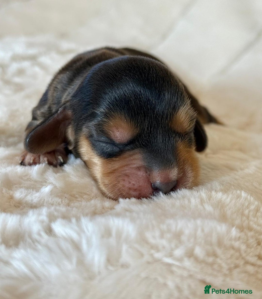 Cocker Spaniel dogs for sale: KC Reg Fully Health Tested Showline Cocker Spaniel - Image 11